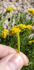 Musineon tenuifolium