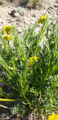 Musineon tenuifolium