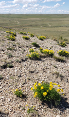 Musineon tenuifolium