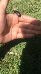 Calosoma vagans