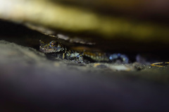Plethodon petraeus