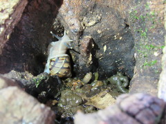 Orthalicus pulchellus