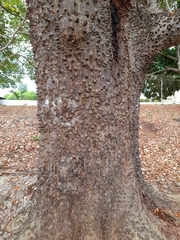 Pochota fendleri