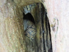 Orthalicus pulchellus