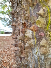 Pochota fendleri