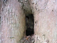 Orthalicus pulchellus