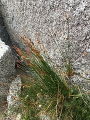 Juncus drummondii