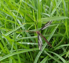 Ptilogyna gracilis gracilis