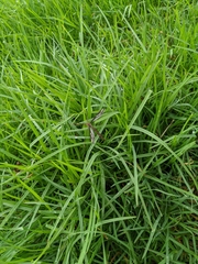 Ptilogyna gracilis gracilis