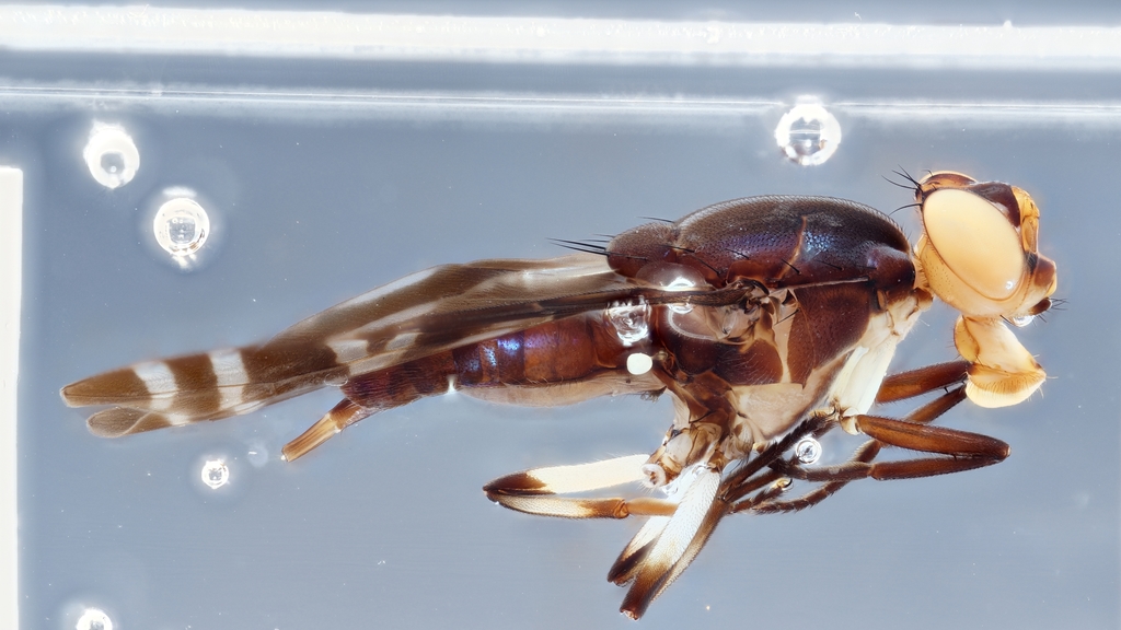 Engistoneura catogastera