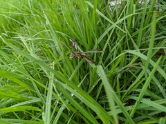 Ptilogyna gracilis gracilis