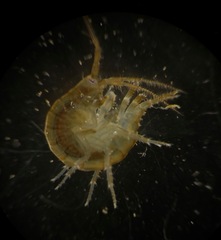 Gammarus oceanicus