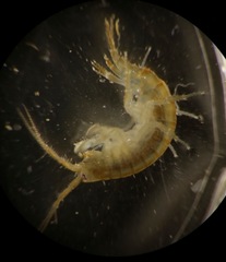 Gammarus oceanicus