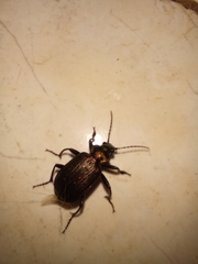 Calosoma alternans