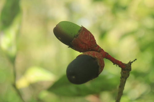 Aniba guianensis