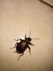 Calosoma alternans