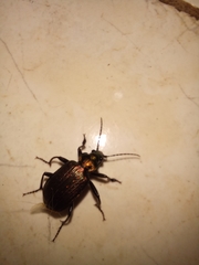 Calosoma alternans