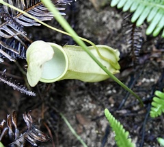 Nepenthes distillatoria