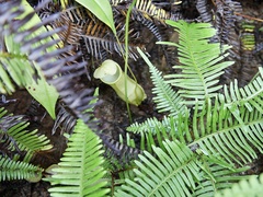 Nepenthes distillatoria