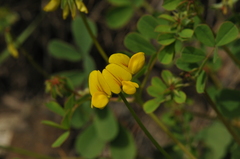 Oriental crownvetch (Securigera orientalis)