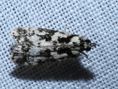 Eudonia aphrodes