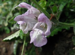 Salvia taraxacifolia image
