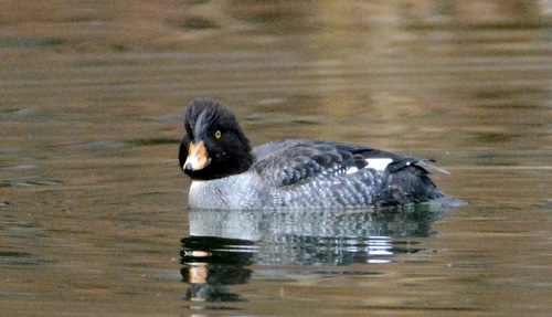 Barrow's Goldeneye