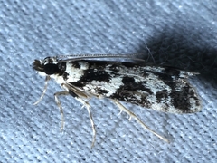 Eudonia aphrodes