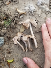 Candolleomyces candolleanus