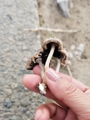 Candolleomyces candolleanus