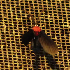 Psoloptera thoracica