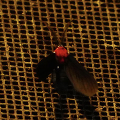 Psoloptera thoracica