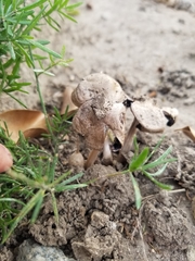 Candolleomyces candolleanus