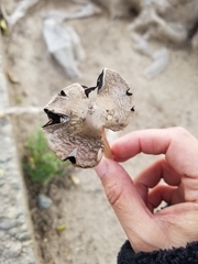 Candolleomyces candolleanus