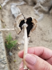 Candolleomyces candolleanus