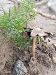 Candolleomyces candolleanus