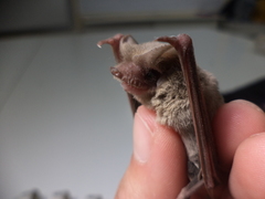 Mormopterus kalinowskii