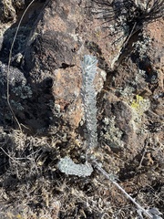 Acmispon argophyllus adsurgens