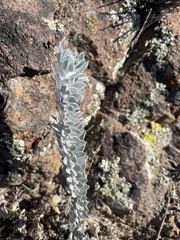 Acmispon argophyllus adsurgens