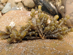 Splachnidium rugosum