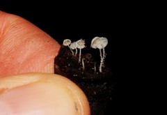 Hemimycena mauretanica