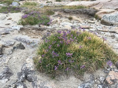 Penstemon heterodoxus heterodoxus
