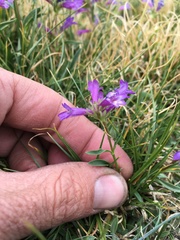 Penstemon heterodoxus heterodoxus