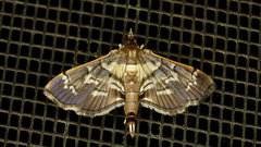 Salbia cassidalis