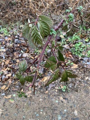 Rubus ursinus macropetalus