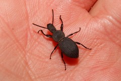 Cephalostenus orbicollis