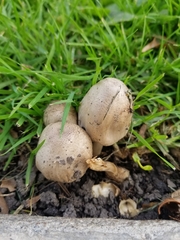 Candolleomyces candolleanus