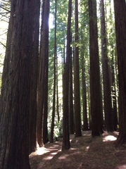 Sequoia