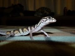 Coleonyx nemoralis