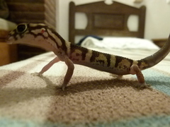 Coleonyx nemoralis